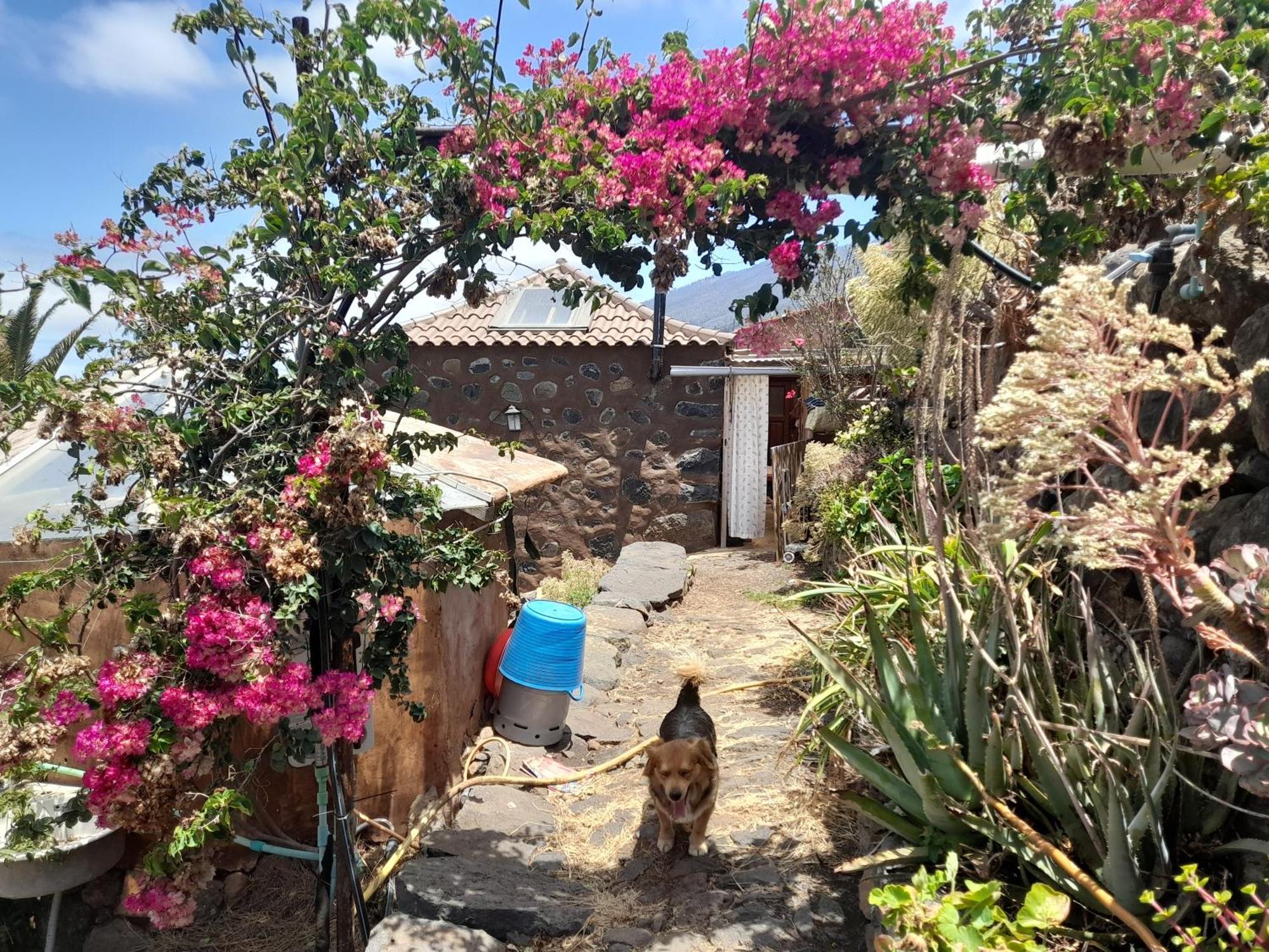 Arecida Abracaribes Bed & Breakfast エクステリア 写真