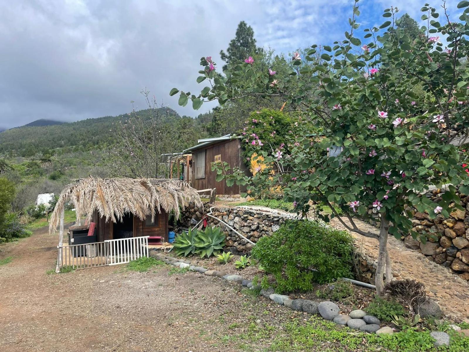 Arecida Abracaribes Bed & Breakfast エクステリア 写真